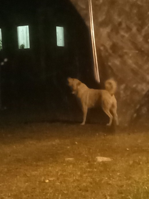 В деревне Ярославской области оштрафовали хозяина собак за самовыгул алабаев В деревне Ярославской области оштрафовали хозяина собак за самовыгул алабаев