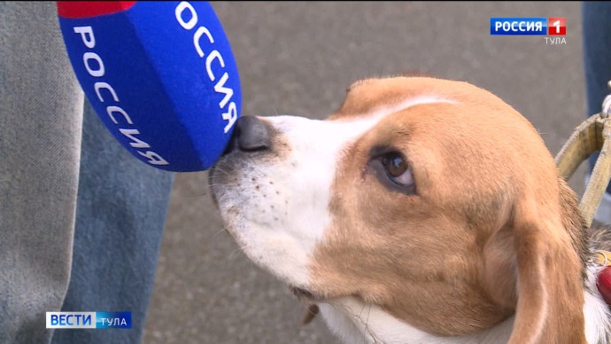Российская кинологическая федерация рассказала, как собрать «тревожный чемоданчик» для собаки на случай ЧП Российская кинологическая федерация рассказала, как собрать «тревожный чемоданчик» для собаки на случай ЧП