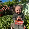 Пошла астраханская «бабушкина клубника». Почем ее продают и какая она на вкус