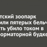В Иркутский зоопарк доставили пятерых бельчат, чью мать убило током в трансформаторной будке