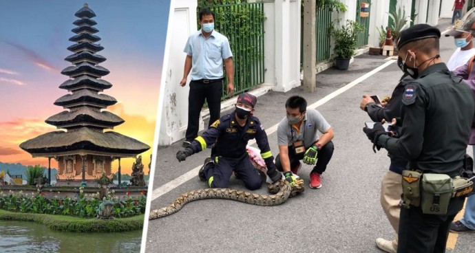 Балийский яд: российский турист умер на Бали от укуса ядовитой змеи Балийский яд: российский турист умер на Бали от укуса ядовитой змеи