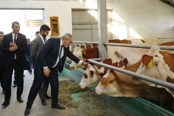 «Зачистка перед выборами»: Пашинян арестовал мэра Масиса