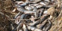 В Астрахани нашли подпольный рыбный склад на 115 тонн