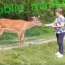 В населенные пункты Пензенской области стали заходить пятнистые олени