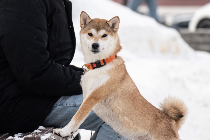 В Минприроды подготовили закон о единой базе учёта домашних животных В Минприроды подготовили закон о единой базе учёта домашних животных