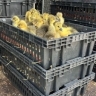 Башкирия в 12 раз увеличила экспорт птицы в Казахстан и Кыргызстан