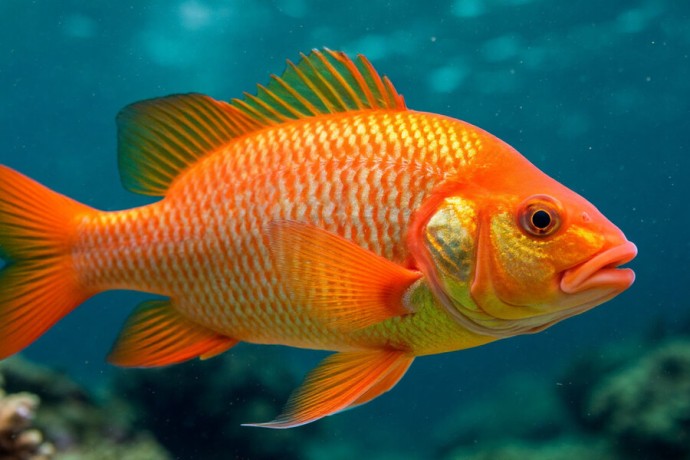 Рыбопереработка в Калининградской области выросла на 13% за 9 месяцев Рыбопереработка в Калининградской области выросла на 13% за 9 месяцев