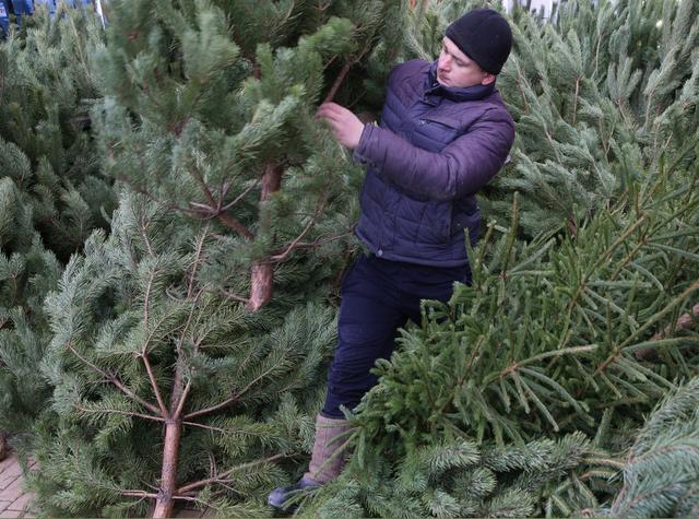 Ёлочные базары в Белгороде начнут работать 19 декабря Ёлочные базары в Белгороде начнут работать 19 декабря