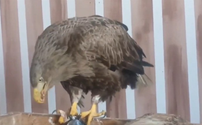 Орлана-белохвоста на Сахалине после лечения выпустили в дикую природу