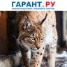 Кабмин обновил перечень допустимых случаев содержания дома хищников