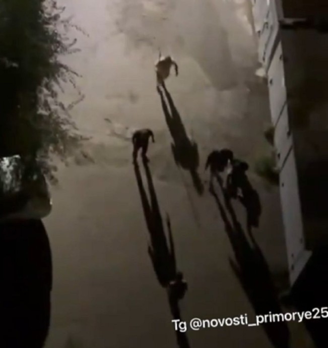 Во Владивостоке расследуется дело о массовом нападении пьяных подростков на иностранцев