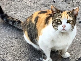 Она спасена, но всё ещё боится: как помочь бывшей уличной кошке поверить человеку