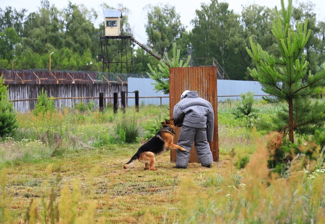 В УФСИН по Мордовии выявили лучших специалистов-кинологов в рамках соревнований по многоборью