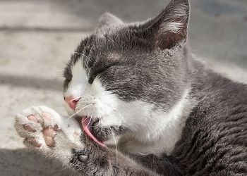 Скорпионам главное — дожить до вечера, Львам потребуется полное отсутствие эмоций Скорпионам главное — дожить до вечера, Львам потребуется полное отсутствие эмоций