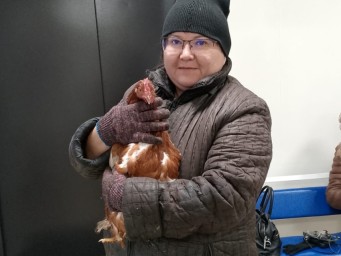 В Забайкалье провели пластическую операцию курице