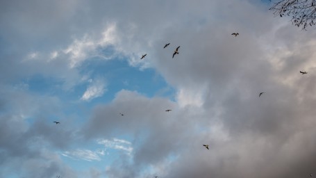 Над Петербургом осенью летят тысячи птиц: биолог объяснила, почему