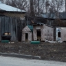 В одном из районов Пензенской области выявили очаг смертельной болезни
