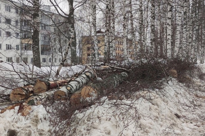 В минтрансе объяснили вырубку деревьев в Победилово