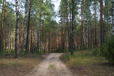 Житель Марий Эл незаконно срубил 67 деревьев