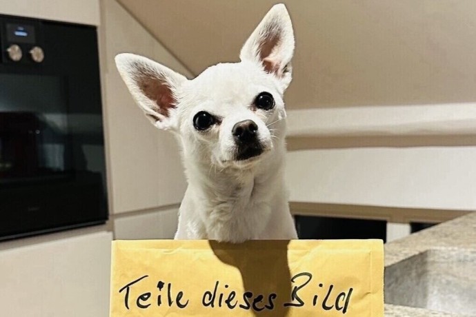 Германия — Фейерверк раздора: 6 из 10 — за запрет