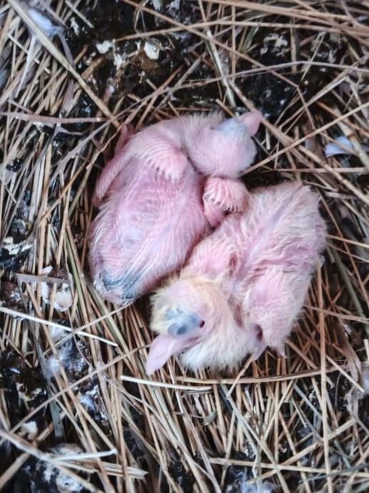 Белоснежное чудо. В астраханской церковной голубятне под самый Новый год родились птенцы