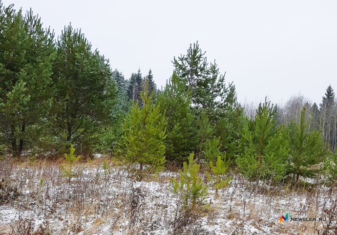 В Афанасьевском районе незаконно застрелили лося