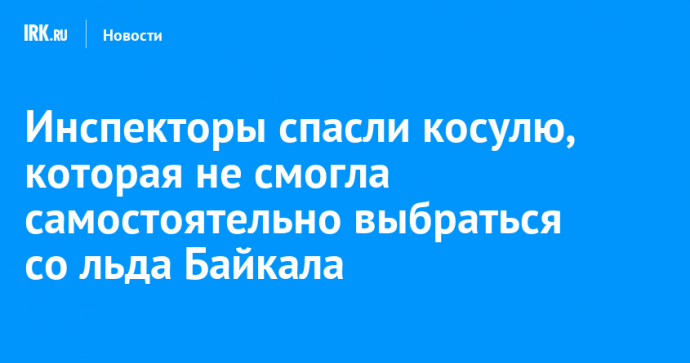 Инспекторы спасли косулю, которая не смогла самостоятельно выбраться со льда Байкала