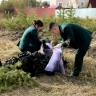 Якутяне высадили 600 сосен для геоглифа «Победа-80»