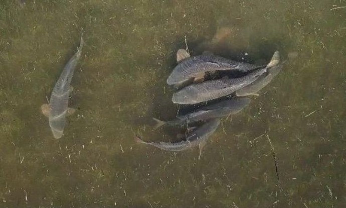 Вода начнет падать. Что происходит с рыбой на Нижней Волге