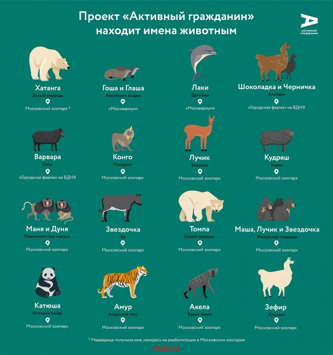 «Активные граждане» выберут имя для детеныша западной равнинной гориллы