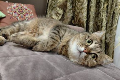 У Львов все будет как-то не так, Весам потребуется эмоциональная разрядка