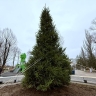 В парке 30-летия Победы в Ярославле установили четырехметровую ель