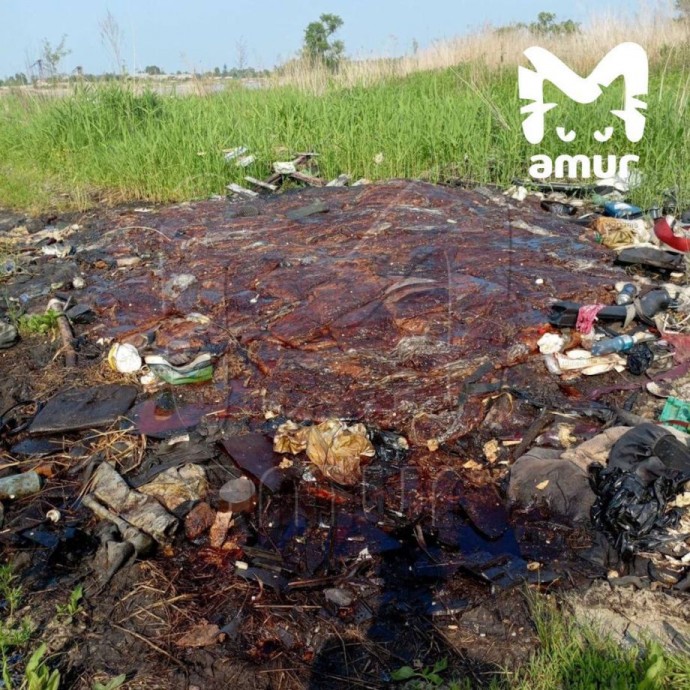 Биоотходы с трупным запахом обнаружили в приморском городе