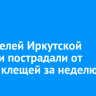 60 жителей Иркутской области пострадали от укусов клещей за неделю
