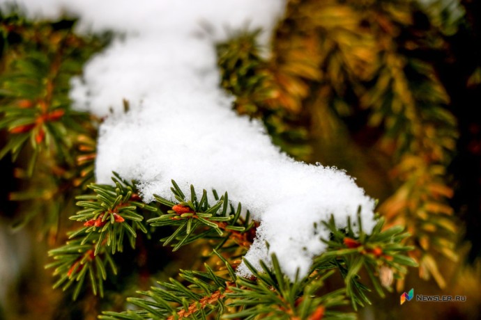 Первая половина января в Кировской области будет тёплой и снежной