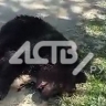 На кладбище в Ново-Александровске агрессивный медведь бросался на людей и машины