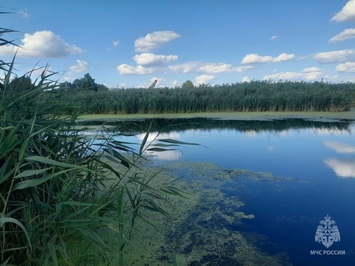 В пруду под Белгородом утонул мужчина