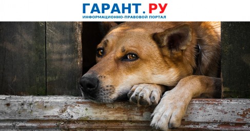 Жители МКД подали в суд на приютившую оставленную собаку соседку