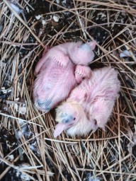 Белоснежное чудо. В астраханской церковной голубятне под самый Новый год родились птенцы