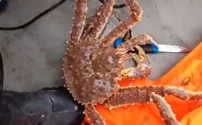 Самка краба угрожала ножом рыбаку: сахалинцев повеселило видео из моторной лодки