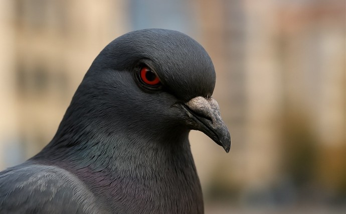 Первый человек умер от птичьего гриппа H5N5