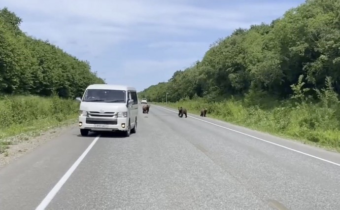 Три медведя устраивают беспредел на камчатской трассе