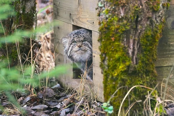 Манул Бабник из Московского зоопарка завершил зажировку с весом в 6,5 кг Манул Бабник из Московского зоопарка завершил зажировку с весом в 6,5 кг