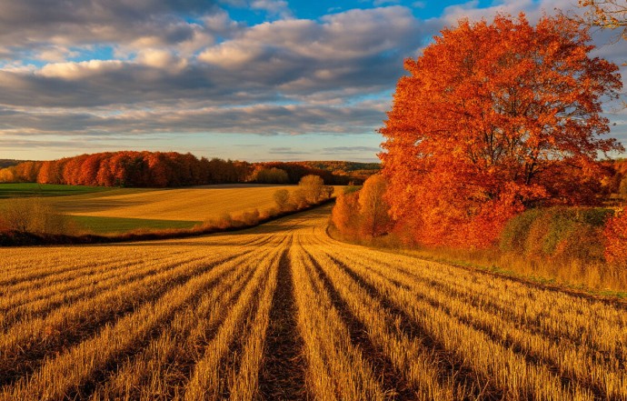 На Украине фермерам приходится оставлять урожай на полях На Украине фермерам приходится оставлять урожай на полях