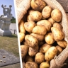 Священная картошка: Туристы превращают историю Германии в овощной фарс
