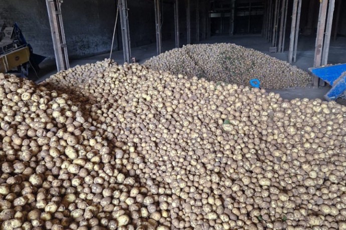 В Архангельской области началась уборка картофеля