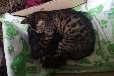 В Моховой Пади кошка спрятала «детей» под полом, а достать не смогла