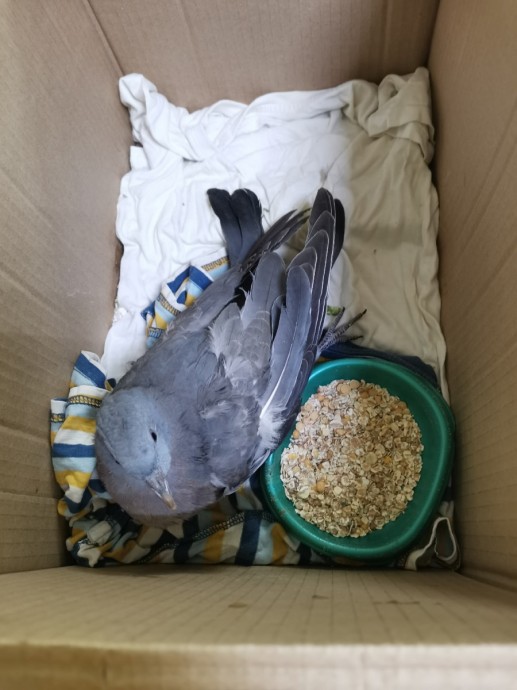 В «Большое гнездо» «залетел» дикий лесной голубь