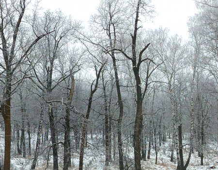 В Башкирии ожидается ледяной дождь В Башкирии ожидается ледяной дождь