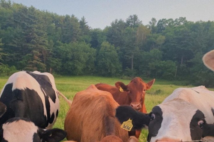 В Махачкале за год отловили 78 лошадей и 94 коров и быков